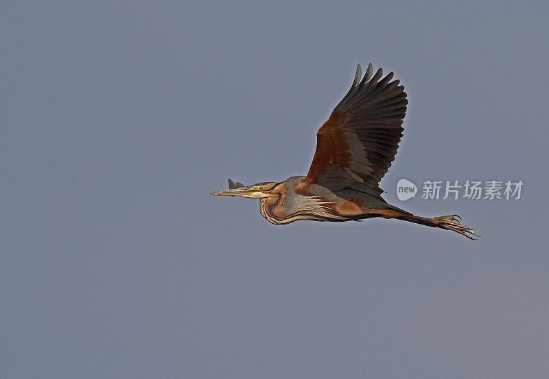 紫鹭(Ardea purpurea)